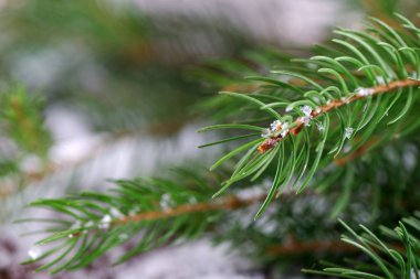 Noel ağacının dalını