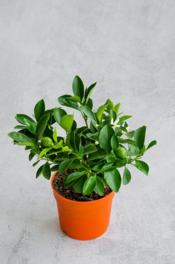 Çiçek açan narenciye ağacı mandalina ya da turuncu gri arka planda küçük yeşil meyveler. Dikey oryantasyon. Boşluğu kopyala