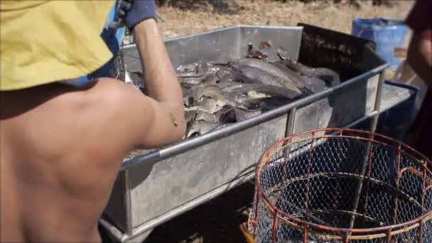 Ταϊλανδός ψαράς διαλογής ζωντανών Ποταμίσια ψάρια — Αρχείο Βίντεο