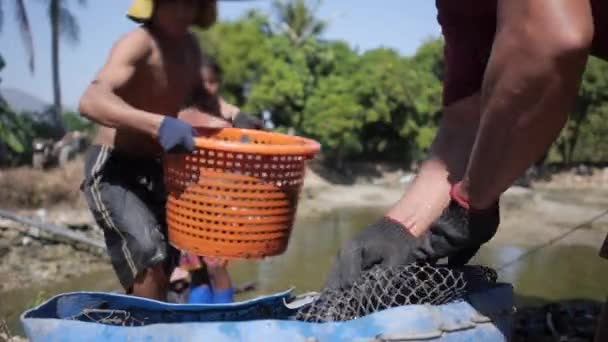 Pescatore versando pesce appena pescato dal cestino — Video Stock