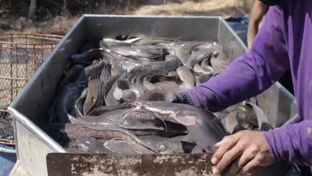 Ταϊλανδός ψαράς διαλογής ζωντανών Ποταμίσια ψάρια — Αρχείο Βίντεο
