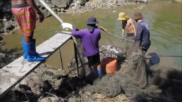 Pescador tirando de la red y recoger peces del río — Vídeo de stock