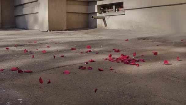 Flying Rose Petals Scene — Stock Video