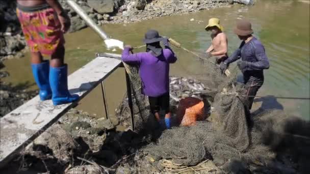 Pêcheur tirant le filet et ramasser le poisson de la rivière — Video