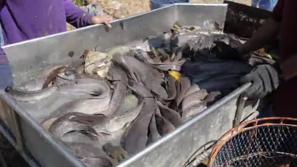 Pescador tailandés Clasificación de peces de río — Vídeo de stock