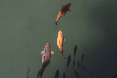 arka planda suda balık, yakın