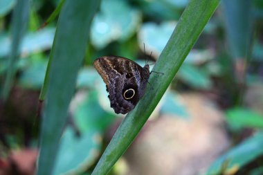Güzel kelebek ağacı üzerinde. yaban hayatı kavramı. böcekler ve hata kavramı
