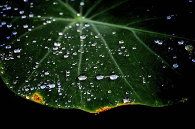 arka planda yeşil yaprağın yakın çekim