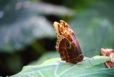 Güzel kelebek ağacı üzerinde. yaban hayatı kavramı. böcekler ve hata kavramı