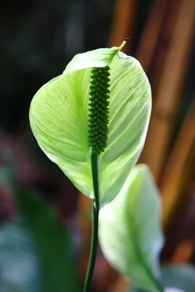 Primer Plano Hoja Verde Sobre Fondo — Foto de Stock