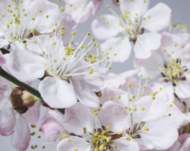Bahar çiçekleri kayısı ağacı