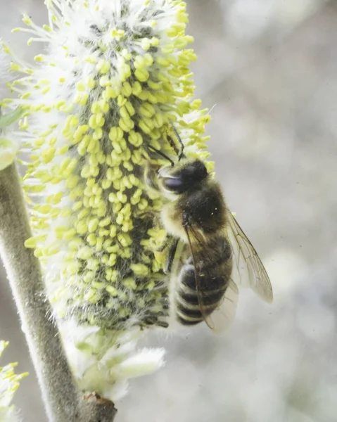 Arılarla Ilk Plan — Stok fotoğraf