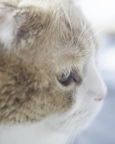 Auge Katze Vorne Innen — Stockfoto