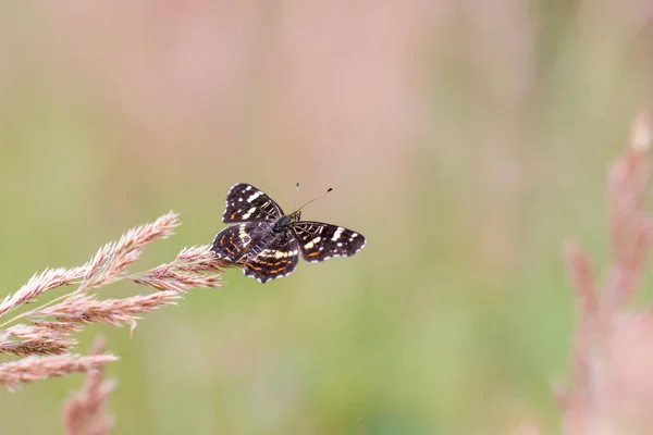 Vue du dessus sur la carte des papillons (Araschnia levana ) — Photo