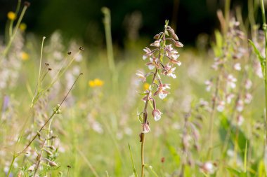 Marsh helleborine (Epipactis palustris) bir çayır üzerinde