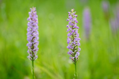 Orkide gymnadenia densiflora Bloom 