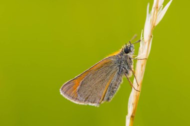 Çimen sapları üzerinde küçük Kaptan (Thymelicus sylvestris)
