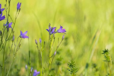 Bellflower (Campanula patula) bir bahar çayır üzerinde yayılan