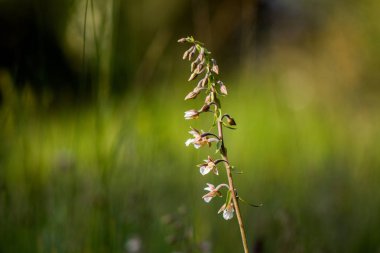 bir sabah çayır üzerinde Marsh helleborine (Epipactis palustris)