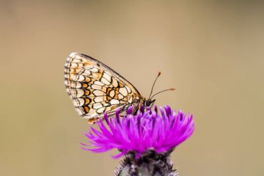 Heath fritillary (Melitaea athalia) üzerinde bir çiçek açan thistle