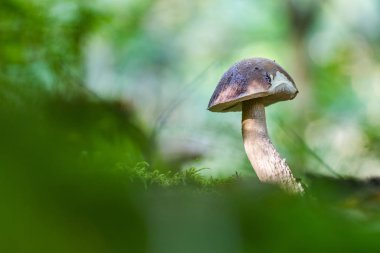 Yeşil ormanda kaba saplı bolete (Leccinum scabrum)