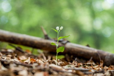 Orkide beyaz Helleborine (Cephalanthera damasonium) yapraklı bir f