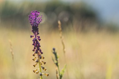 Closeup görünümü Püskül sümbül (Leopoldia comosa çiçeği)