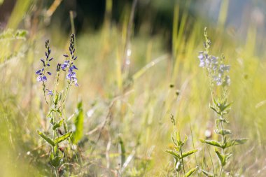 Mavi çiçek Veronica dalak güneşli çayır üzerinde
