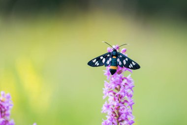 Dokuz benekli güve (sarı kuşaklı burnet, Amata phegea) dinlenme o