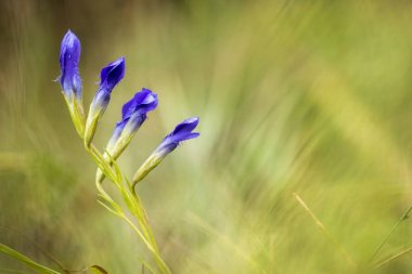 Derin mavi çiçek Gentianopsis Silliler