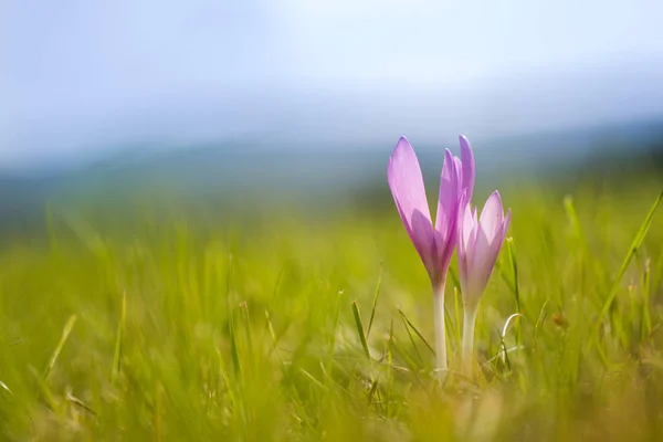 Sonbahar crocus (Colchicum autumnale) bir dağ çayır üzerinde