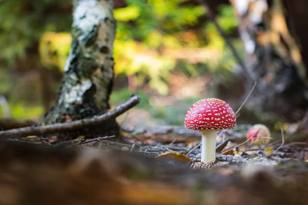 Voar agárico ou voar amanita (Amanita muscaria) em um dia ensolarado — Fotografia de Stock