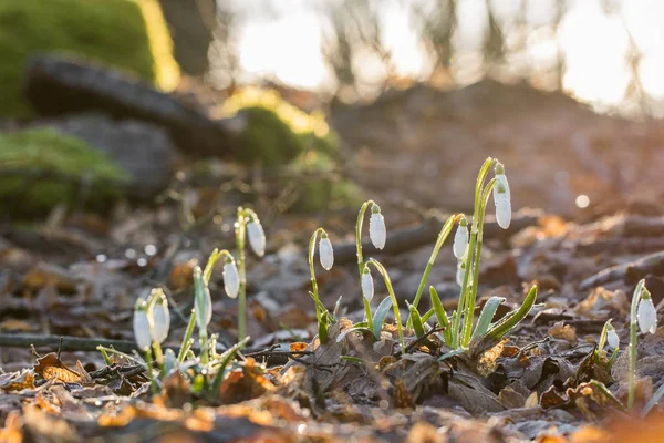 Цветок подснежника (Galanthus nivalis) в морозном солнечном лесу — стоковое фото