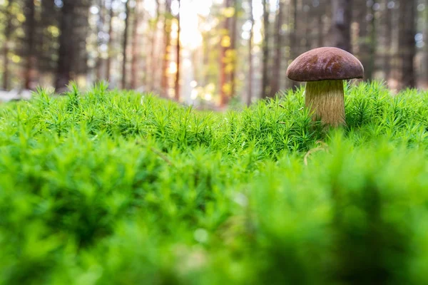 Bolete de baía (Imleria badia) em musgo verde brilhante — Fotografia de Stock