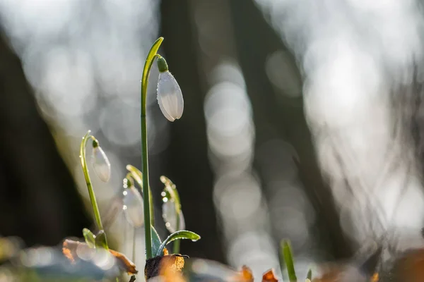 Widok zbliżenie kwiatu przebiśnieg (Galanthus nivalis) — Zdjęcie stockowe