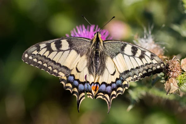 Vue rapprochée de la hirondelle de l'Ancien Monde (Papilio machaon ) — Photo