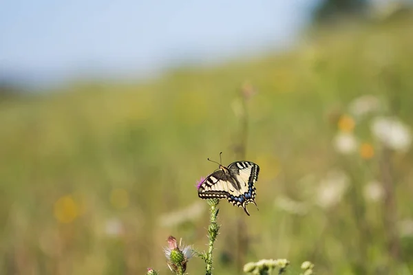 Queue d'hirondelle du Vieux Monde (Papilio machaon) sur une prairie — Photo
