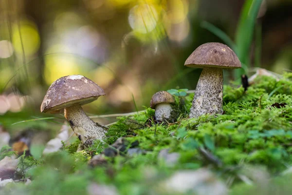 Bolete áspero (Leccinum scabrum) em um musgo — Fotografia de Stock