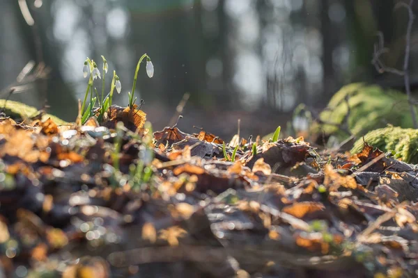 Snowdrop flower (Galanthus nivalis) in the frosty sunny forest — Stock Photo, Image