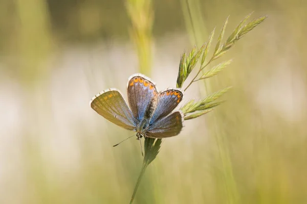 Le bleu d'Adonis (femelle) (Polyommatus bellargus) sur la tige de l'herbe — Photo