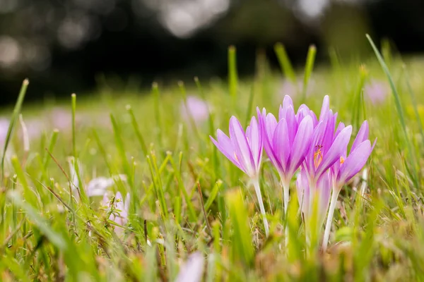 Sonbahar crocus (Colchicum autumnale) üzerinde bir çiçek açan mea bir grup