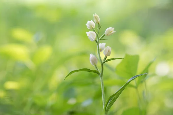 Bahar bir ormanda beyaz Helleborine (Cephalanthera damasonium)