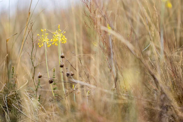 草草原上的小黄洋葱 (葱属韧带) — 图库照片