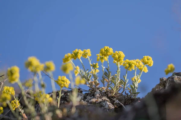 Yellow spring flower Alyssum montanum on the rock — Stock Photo, Image
