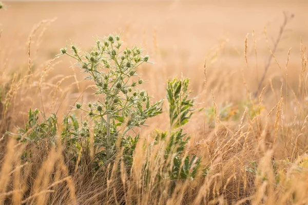 Green field eryngo (Eryngium campestre) — Stock Photo, Image