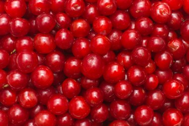 taze kiraz berry arka plan