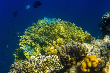 Tuval Ayakkabı beyazlatıcı