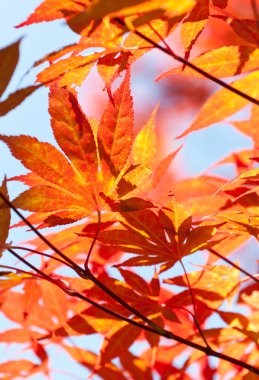 Kırmızı Japon akçaağaç