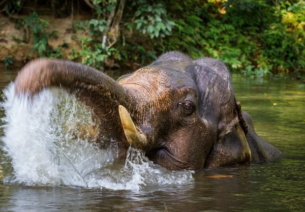 Elephant bathing in tropical lake