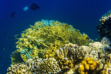 Sarı mercanlar ve balık